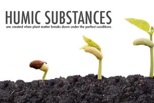 SỰ TUYỆT VỜI CỦA HỢP CHẤT HUMIC (HS) – 