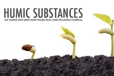SỰ TUYỆT VỜI CỦA HỢP CHẤT HUMIC (HS) – 