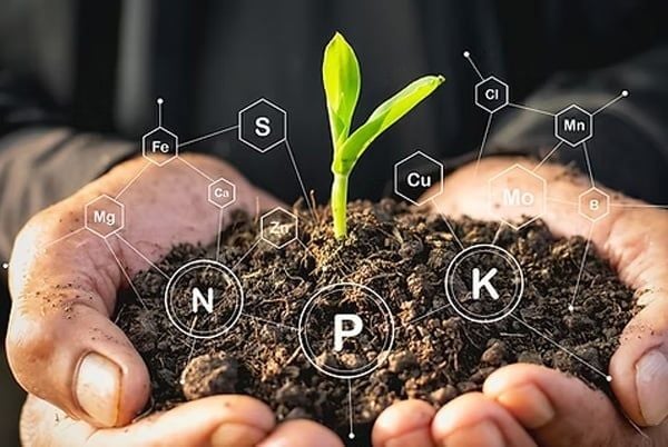 BÍ QUYẾT GIÚP CÂY TRỒNG PHÁT TRIỂN VƯỢT TRỘI TỪ HỢP CHẤT HUMIC (HS)
