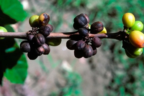 BỆNH KHÔ CÀNH QUẢ TRÊN CÂY CÀ PHÊ (COLLETOTRICHUM SPP.)