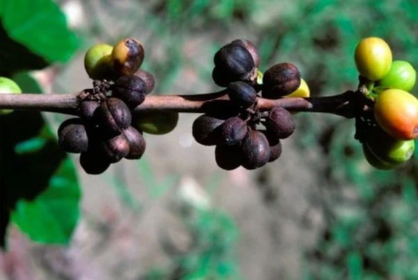 BỆNH KHÔ CÀNH QUẢ TRÊN CÂY CÀ PHÊ (COLLETOTRICHUM SPP.)
