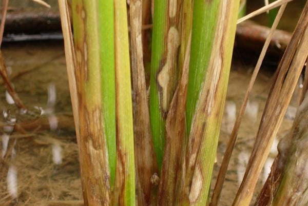 BỆNH KHÔ VẰN TRÊN LÚA
