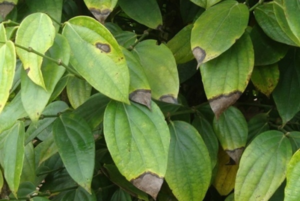 Bệnh khô vằn trên cây tiêu (Rhizoctonia solani)