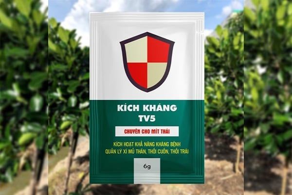 PHÒNG TRỊ BỆNH XÌ MỦ & THỐI CUỐN, THỐI TRÁI TRÊN MÍT THÁI