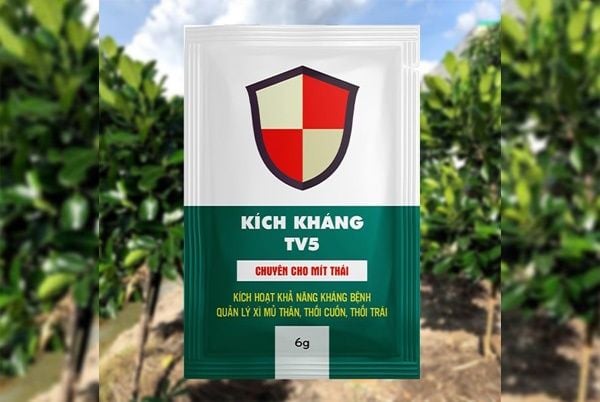 PHÒNG TRỊ BỆNH XÌ MỦ & THỐI CUỐN, THỐI TRÁI TRÊN MÍT THÁI