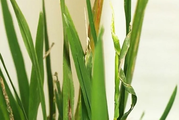 BỆNH LÙN XOẮN LÁ HẠI LÚA