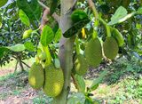 VÀI VẤN ĐỀ VỀ XỬ LÝ RA HOA TRÊN CÂY MÍT CHANGAI
