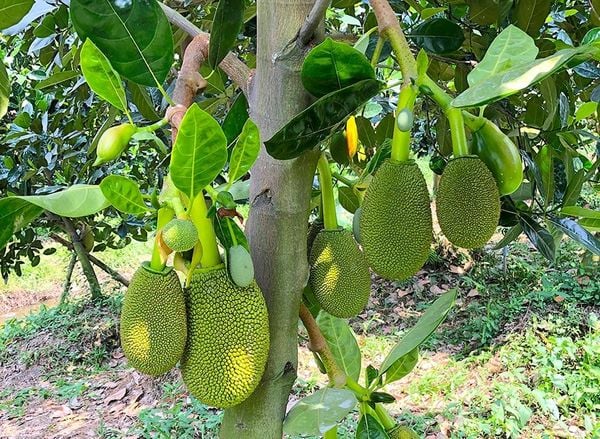 VÀI VẤN ĐỀ VỀ XỬ LÝ RA HOA TRÊN CÂY MÍT CHANGAI
