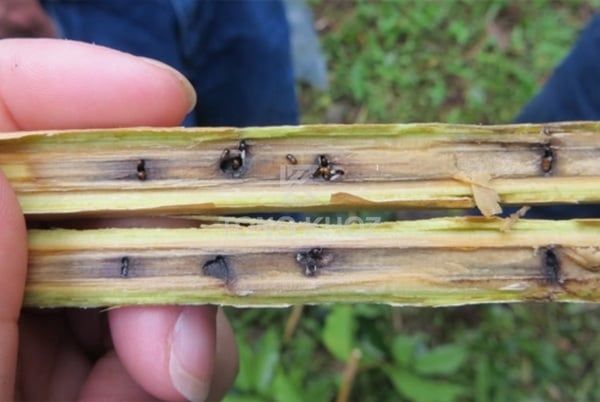 MỌT ĐỤC CÀNH CÀ PHÊ (Xyleborus morstatti)