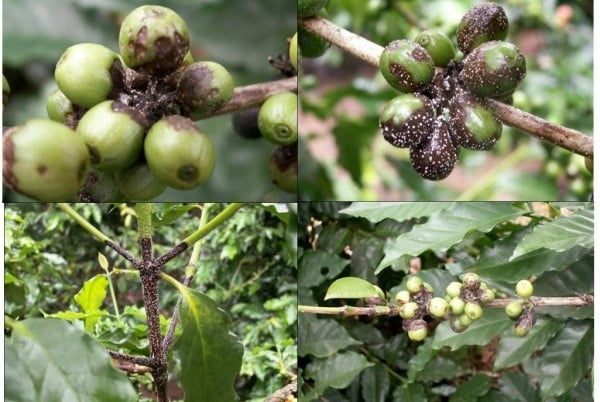 BỆNH NẤM HỒNG TRÊN CÀ PHÊ