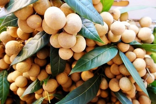 BÓN PHÂN CHO NHÃN THẾ NÀO ĐỂ ĐẠT NĂNG SUẤT CAO?