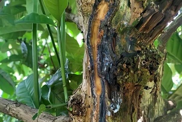 BỆNH THỐI NỨT THÂN TRÊN CÀ PHÊ