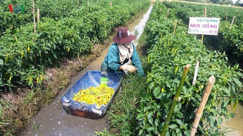 Nông dân vùng Đồng Tháp Mười ‘đổi đời’ nhờ ớt trúng mùa, trúng giá