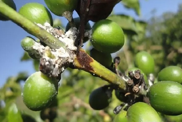 RỆP HẠI CÀ PHÊ
