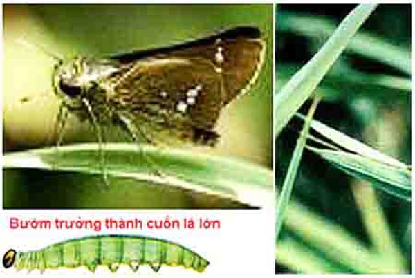 Sâu cuốn lá lớn hại lúa