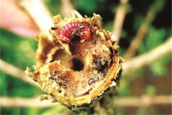SÂU ĐỤC THÂN MÌNH ĐỎ HẠI CÀ PHÊ (Zeuze coffea Nietner)
