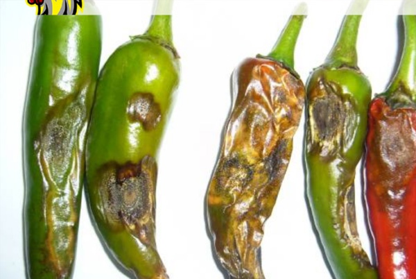 BỆNH THÁN THƯ TRÊN CÂY ỚT