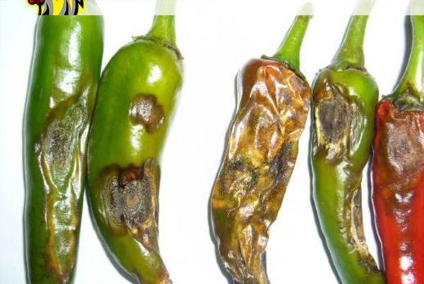 BỆNH THÁN THƯ TRÊN CÂY ỚT