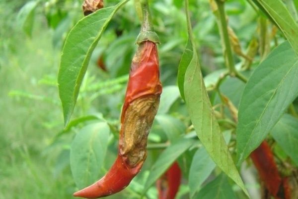 Cây Ớt – Bệnh Hại Ớt