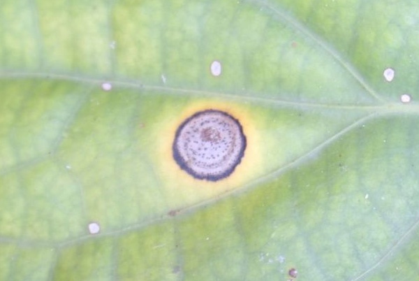 Bệnh thán thư trên cây tiêu (Collectotrichum gloeosporioides)