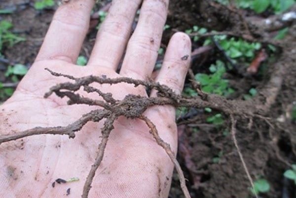 BỆNH THỐI RỄ TƠ TRÊN CÀ PHÊ