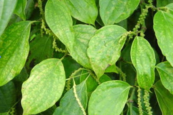 Bệnh vàng lá virus trên cây tiêu (TIÊU ĐIÊN)