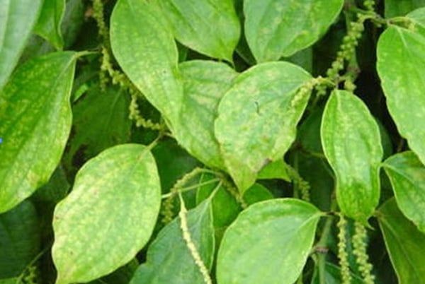 Bệnh vàng lá virus trên cây tiêu (TIÊU ĐIÊN)