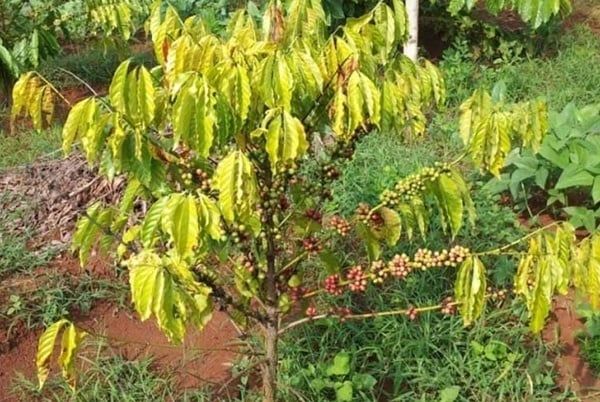 BỆNH VÀNG LÁ RỤNG TRÁI CÀ PHÊ