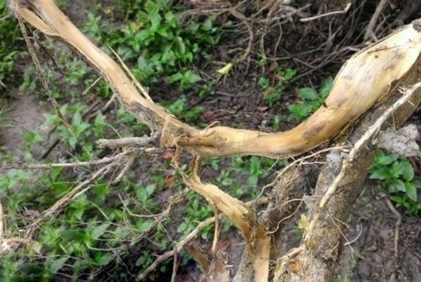 Bệnh vàng lá thối rễ trên cây có múi và Phân bón Trí Việt – Phần 1