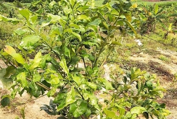 Bệnh vàng lá thối rễ trên cây có múi và Phân bón Trí Việt – Phần 2