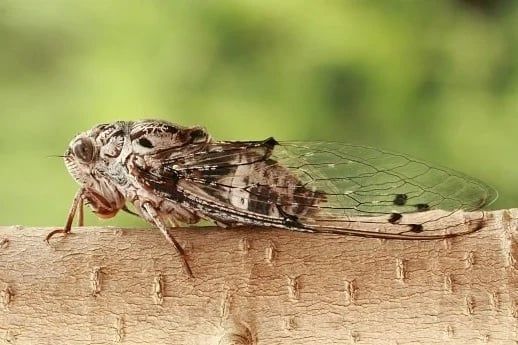 VE SẦU HẠI CÀ PHÊ