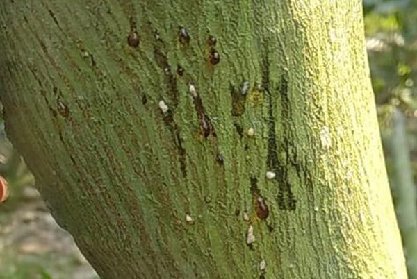 BỆNH XÌ MỦ TRÊN MÍT THÁI SIÊU SỚM (PHẦN 1)