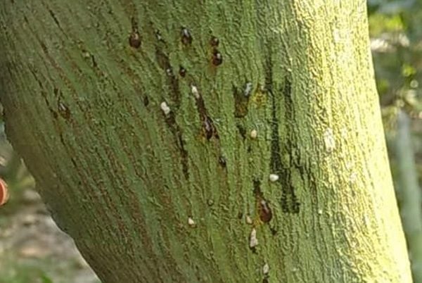 BỆNH XÌ MỦ TRÊN MÍT THÁI SIÊU SỚM (PHẦN 1)