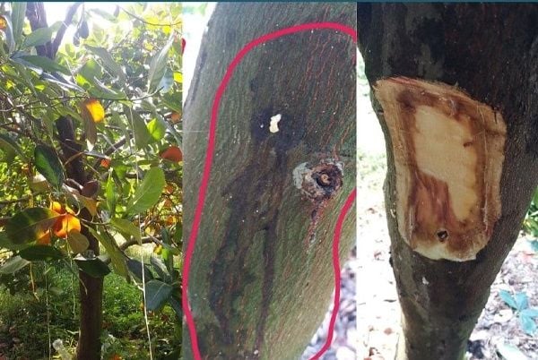 BỆNH CHẾT NHANH TRÊN CÂY MÍT SIÊU SỚM (NỨT THÂN XÌ MỦ VI KHUẨN)