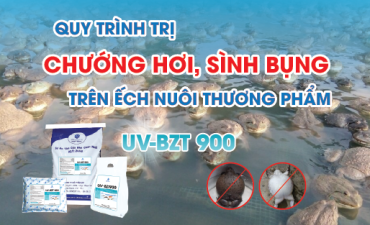 BỆNH CHƯỚNG HƠI, SÌNH BỤNG TRÊN ẾCH THƯƠNG PHẨM