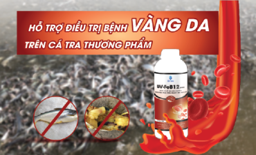 BỆNH VÀNG DA TRÊN CÁ TRA THƯƠNG PHẨM