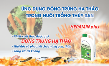 ỨNG DỤNG ĐÔNG TRÙNG HẠ THẢO TRONG NUÔI TRỒNG THỦY SẢN