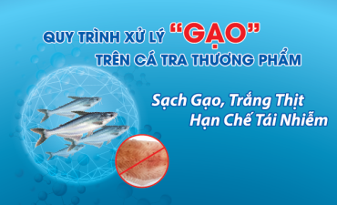 BỆNH GẠO VÀ GIẢI PHÁP PHÒNG TRỊ BỆNH GẠO TRÊN CÁ TRA
