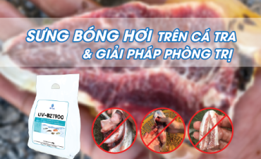 SƯNG BÓNG HƠI TRÊN CÁ TRA