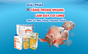 TĂNG TRỌNG NHANH, TẠO BỀ GÁY DÀY CHO CÁ ĐIÊU HỒNG