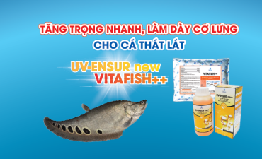 KÍCH THÍCH TĂNG TRỌNG, LÀM DÀY CƠ LƯNG CHO CÁ THÁT LÁT