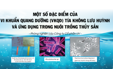 MỘT SỐ ĐẶC ĐIỂM CỦA VI KHUẨN QUANG DƯỠNG (VKQD) TÍA KHÔNG LƯU HUỲNH VÀ ỨNG DỤNG TRONG NTTS