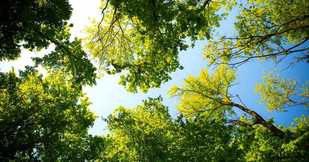 Câu chuyện Thiên Nhiên Tâm