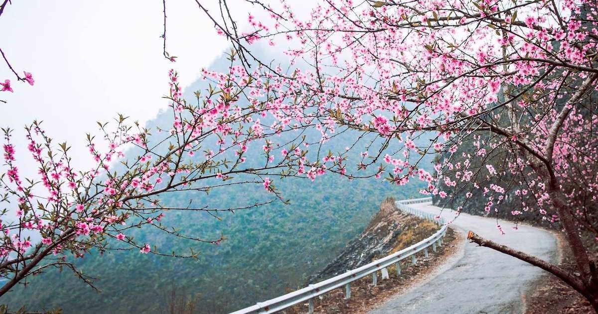 Cho hoa đào nở lúc xuân về