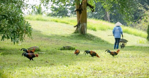 Dạy con cái biết cách yêu thiên nhiên