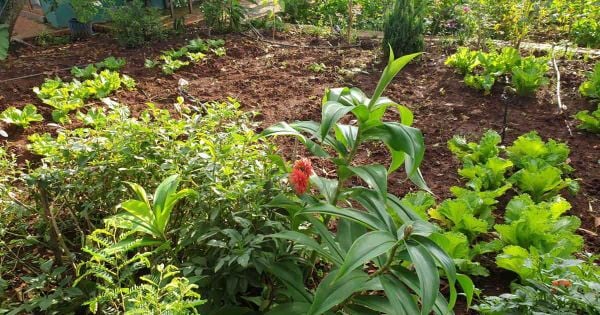 Ngồi thiền trong khu vườn thiên nhiên buổi sáng