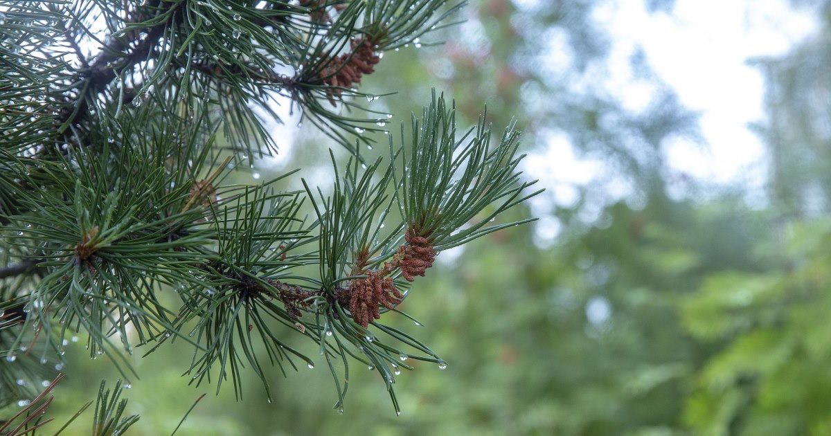 Phương pháp hành thiền