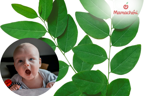 Rơ nướu cho bé bằng nước lá rau ngót theo kinh nghiệm dân gian