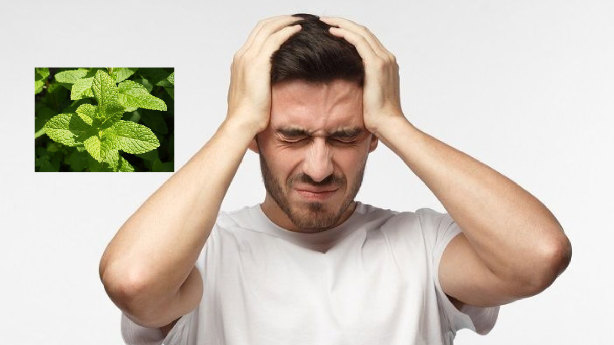 Bạc hà và menthol: cảm giác mát có giúp đau đầu không?