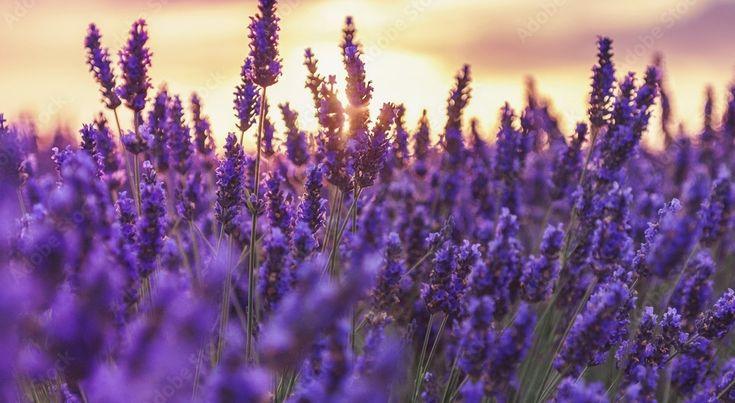 Linalool là gì? Vì sao mùi lavender tạo cảm giác thư thái?